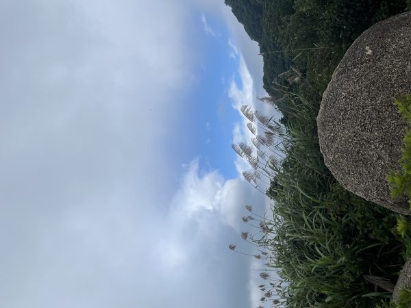 梧桐山上的风景