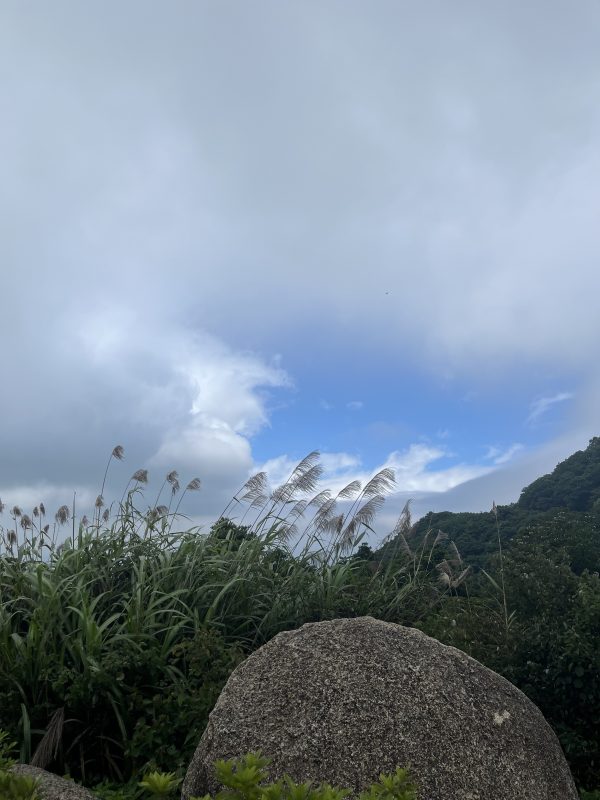 梧桐山上的风景