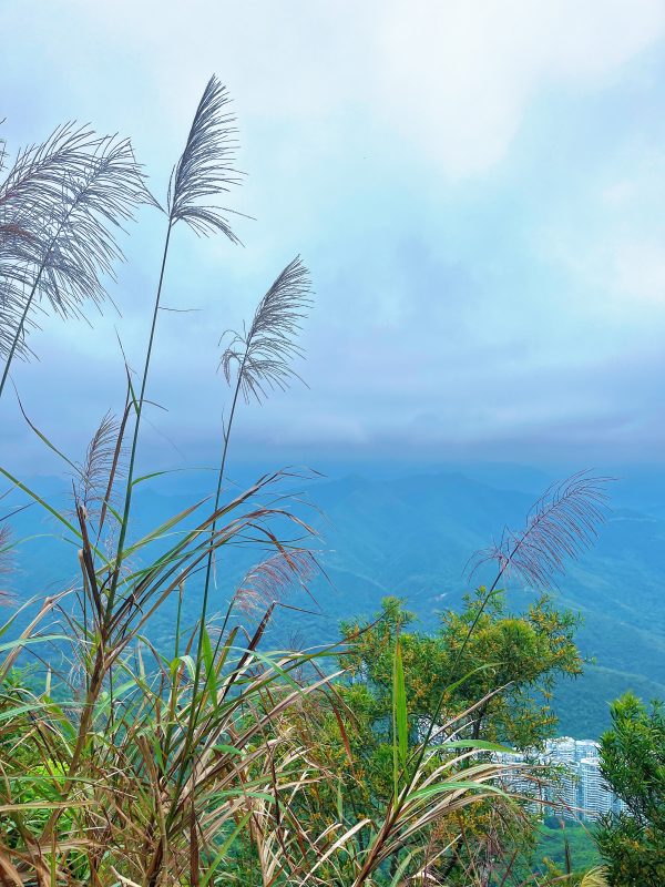 梧桐山风景