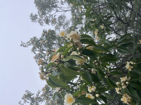 木荷花