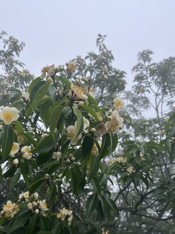 木荷花