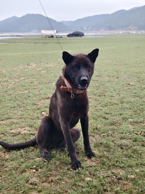 狗狗也馋了