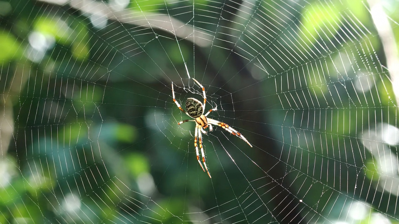 SEO日志文件分析：第三方工具永远看不到的爬虫真相